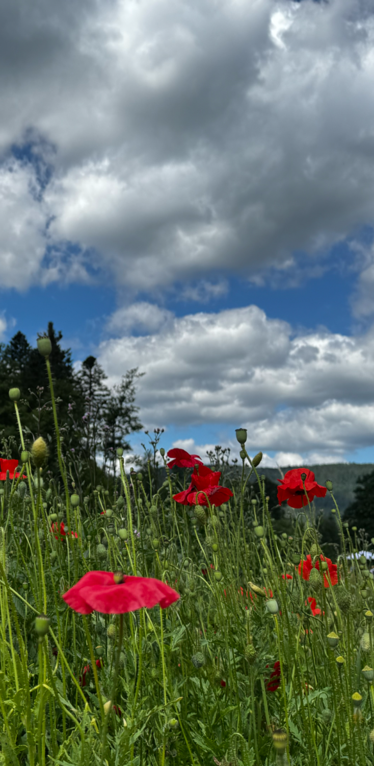 Mohnblumen2 Rezensionen2