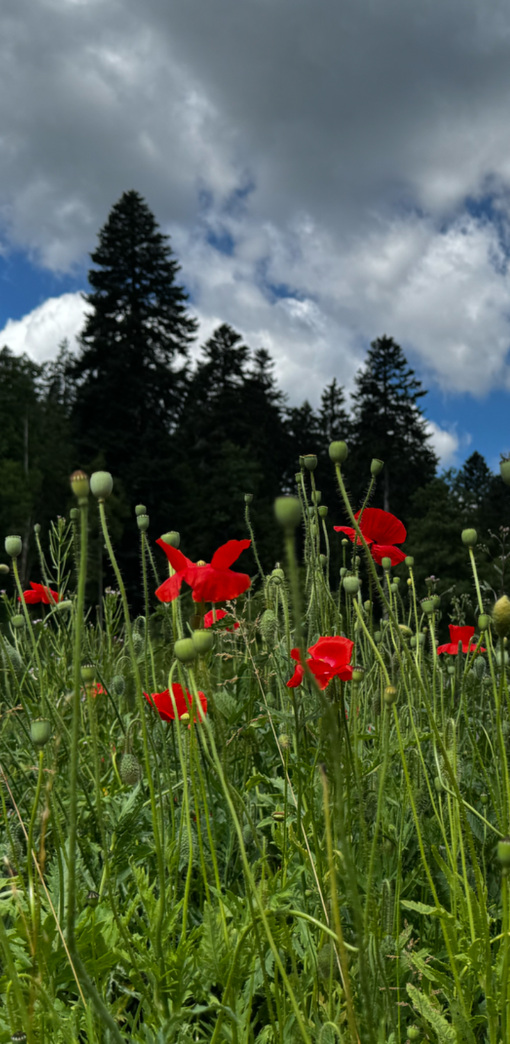 Mohnblume1 Rezensionen1